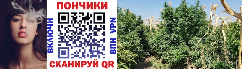 кракен ссылки  Дубовка  Бошки Шишки Amnesia 
